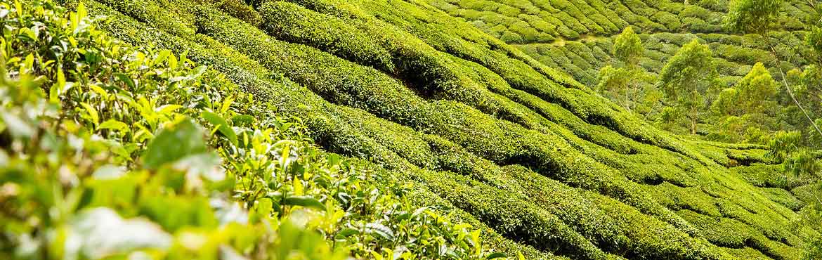 蘭嶺有機銀毫盒裝 蘭嶺有機銀毫盒裝
